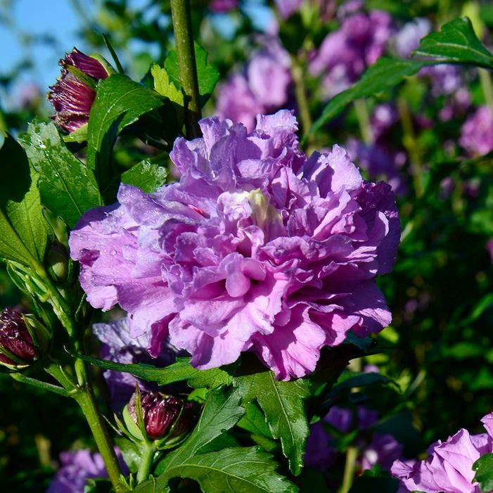 FRENCH CABARET™ PURPLE ALTHEA 4 FRENCH CABARET™ PURPLE ALTHEA - Image 2