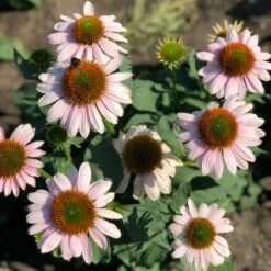 BUTTERFLY™ PINK SKIPPER CONEFLOWER 7 BUTTERFLY™ PINK SKIPPER CONEFLOWER -SOONER PLANT FARM Sales DETA3 5444