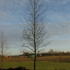 AFTERBURNER® BLACKGUM -SOONER PLANT FARM Sales DETA3 5455