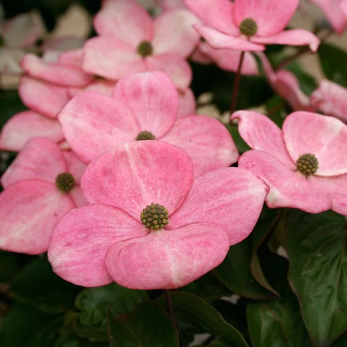HEART THROB® KOUSA DOGWOOD 4 HEART THROB® KOUSA DOGWOOD - Image 2