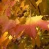 APOLLO® SUGAR MAPLE -SOONER PLANT FARM Sales DETA3 5467