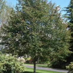 SPRING FLURRY® SERVICEBERRY 8 SPRING FLURRY® SERVICEBERRY -SOONER PLANT FARM Sales DETA3 5469