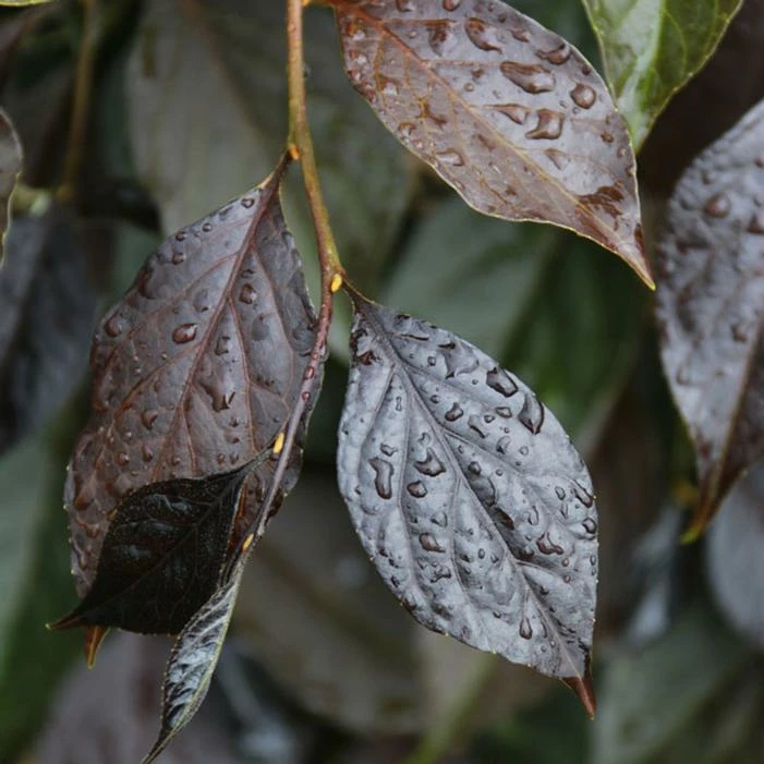 NIGHTFALL® WEEPING JAPANESE SNOWBELL 4 NIGHTFALL® WEEPING JAPANESE SNOWBELL - Image 2