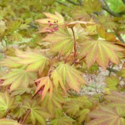 MORNING STARBURST™ VINE MAPLE 10 MORNING STARBURST™ VINE MAPLE -SOONER PLANT FARM Sales DETA3 5478