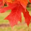LEGACY® SUGAR MAPLE -SOONER PLANT FARM Sales DETA3 5479