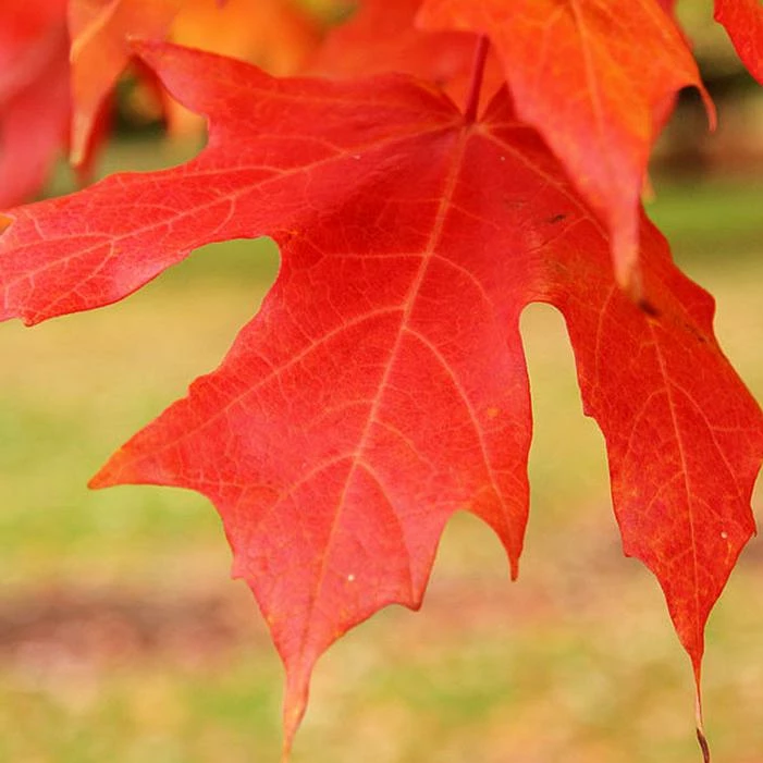 LEGACY® SUGAR MAPLE 3 LEGACY® SUGAR MAPLE