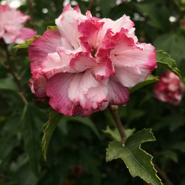 DANICA ALTHEA 3 DANICA ALTHEA