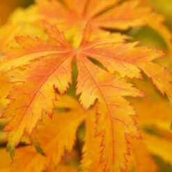 KIHACHIJO UPRIGHT JAPANESE MAPLE 6 KIHACHIJO UPRIGHT JAPANESE MAPLE -SOONER PLANT FARM Sales DETA3 5554