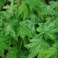 KUMOI NISHIKI FULL MOON UPRIGHT JAPANESE MAPLE