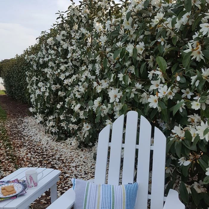 FAIRY MAGNOLIA® WHITE MAGNOLIA 4 FAIRY MAGNOLIA® WHITE MAGNOLIA - Image 2