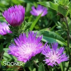 HONEYSONG PURPLE STOKES ASTER -SOONER PLANT FARM Sales DETA3 577