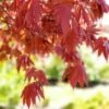 SAMURAI SWORDâ„¢ UPRIGHT JAPANESE MAPLE 1 SAMURAI SWORDâ„¢ UPRIGHT JAPANESE MAPLE -SOONER PLANT FARM Sales DETA3 5799