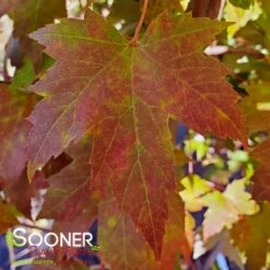 AUTUMN FANTASY® MAPLE 9 AUTUMN FANTASY® MAPLE -SOONER PLANT FARM Sales DETA3 58
