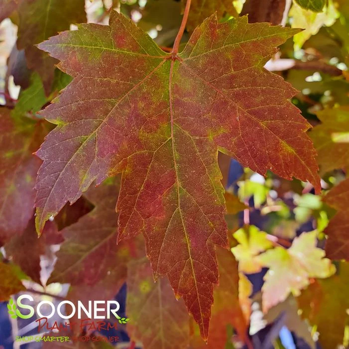 AUTUMN FANTASY® MAPLE 5 AUTUMN FANTASY® MAPLE - Image 3