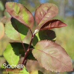 AUTUMN BRILLIANCE® SERVICEBERRY -SOONER PLANT FARM Sales DETA3 6