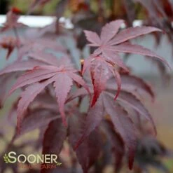 BLOODGOOD UPRIGHT JAPANESE MAPLE 8 BLOODGOOD UPRIGHT JAPANESE MAPLE -SOONER PLANT FARM Sales DETA3 60
