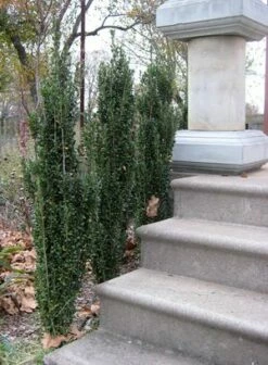 SKY PENCIL HOLLY -SOONER PLANT FARM Sales DETA3 637