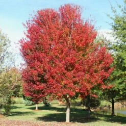 OCTOBER GLORY® RED MAPLE -SOONER PLANT FARM Sales DETA3 66