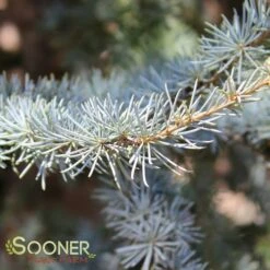 BLUE ATLAS CEDAR -SOONER PLANT FARM Sales DETA3 662