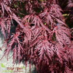 TAMUKEYAMA WEEPING JAPANESE MAPLE -SOONER PLANT FARM Sales DETA3 693