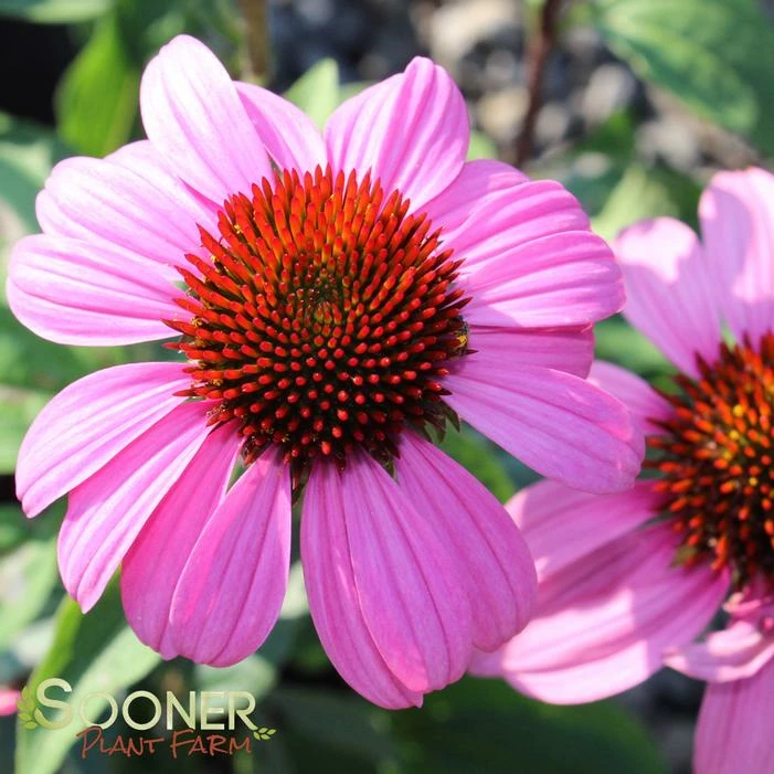 MERLOT CONEFLOWER 4 MERLOT CONEFLOWER - Image 2