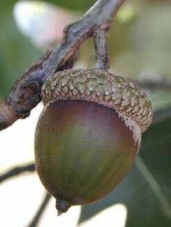 NORTHERN RED OAK 10 NORTHERN RED OAK -SOONER PLANT FARM Sales DETA3 86