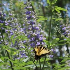 SHOAL CREEK CHASTE TREE 9 SHOAL CREEK CHASTE TREE -SOONER PLANT FARM Sales DETA3 881