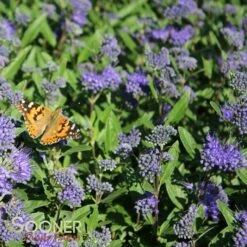 DARK KNIGHT BLUEBEARD 11 DARK KNIGHT BLUEBEARD -SOONER PLANT FARM Sales DETA3 902