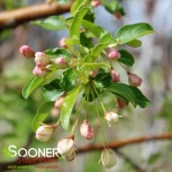 GOLDEN RAINDROPS® CRABAPPLE 8 GOLDEN RAINDROPS® CRABAPPLE -SOONER PLANT FARM Sales DETA4 1028