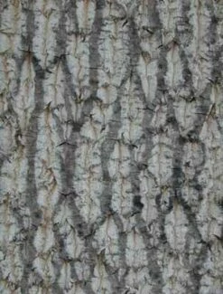 TULIP TREE -SOONER PLANT FARM Sales DETA4 109