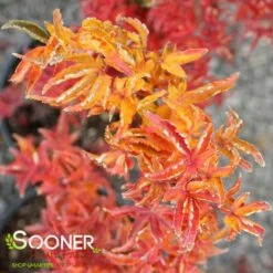 LION'S HEAD UPRIGHT JAPANESE MAPLE -SOONER PLANT FARM Sales DETA4 1199