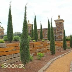 TAYLOR JUNIPER 9 TAYLOR JUNIPER -SOONER PLANT FARM Sales DETA4 142