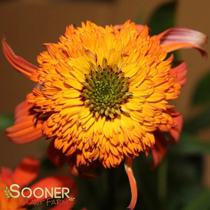 HOT PAPAYA CONEFLOWER 3 HOT PAPAYA CONEFLOWER