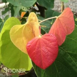 THE RISING SUN™ REDBUD 11 THE RISING SUN™ REDBUD -SOONER PLANT FARM Sales DETA4 1530