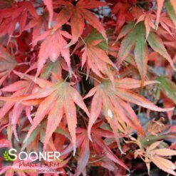 SHAINA DWARF UPRIGHT JAPANESE MAPLE -SOONER PLANT FARM Sales DETA4 1874