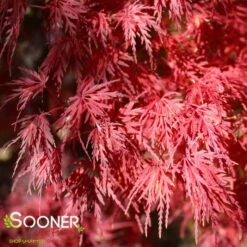 SEIRYU UPRIGHT JAPANESE MAPLE 14 SEIRYU UPRIGHT JAPANESE MAPLE -SOONER PLANT FARM Sales DETA4 1875