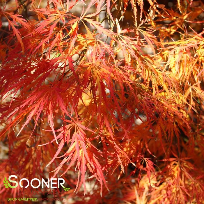 GREEN LACE WEEPING JAPANESE MAPLE 3 GREEN LACE WEEPING JAPANESE MAPLE