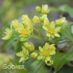 FIRE DRAGON® SHANTUNG MAPLE -SOONER PLANT FARM Sales DETA4 2002