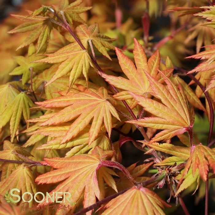 AUTUMN MOON UPRIGHT JAPANESE MAPLE 7 AUTUMN MOON UPRIGHT JAPANESE MAPLE - Image 5