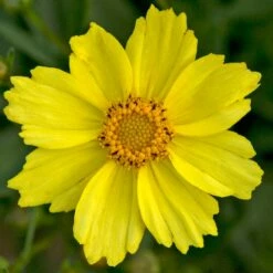 BIG BANG™ FULL MOON TICKSEED -SOONER PLANT FARM Sales DETA4 2189