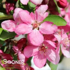 INDIAN MAGIC CRABAPPLE -SOONER PLANT FARM Sales DETA4 22