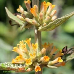 ORANGE SCEPTRE BUTTERFLY BUSH 10 ORANGE SCEPTRE BUTTERFLY BUSH -SOONER PLANT FARM Sales DETA4 2263