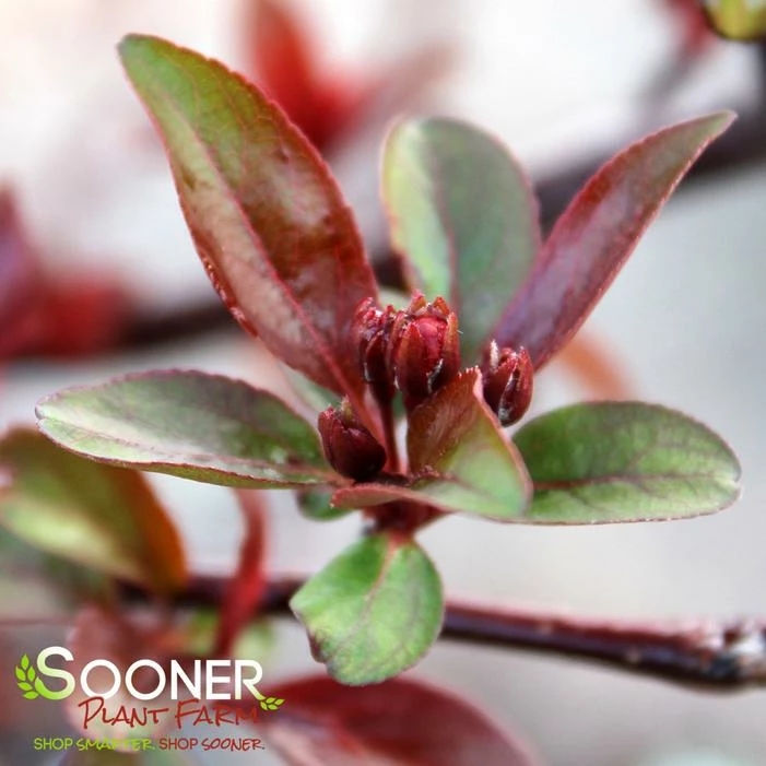 PRAIRIFIRE CRABAPPLE 7 PRAIRIFIRE CRABAPPLE - Image 5