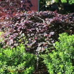 RUBY FALLS WEEPING REDBUD 13 RUBY FALLS WEEPING REDBUD -SOONER PLANT FARM Sales DETA4 2311