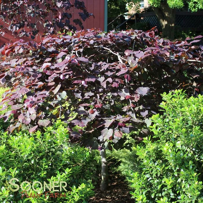 RUBY FALLS WEEPING REDBUD 8 RUBY FALLS WEEPING REDBUD - Image 6