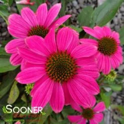 POW WOW® WILD BERRY CONEFLOWER 8 POW WOW® WILD BERRY CONEFLOWER -SOONER PLANT FARM Sales DETA4 2502