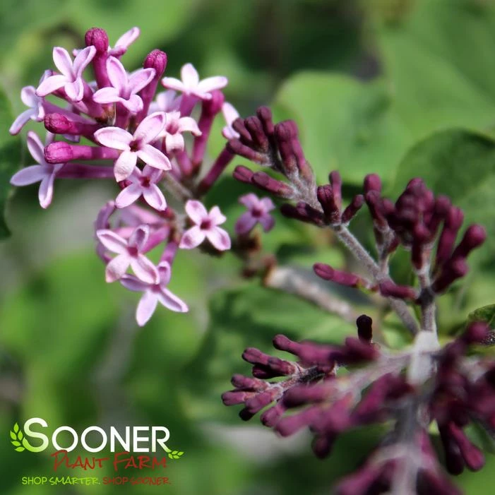 BLOOMERANG® DARK PURPLE LILAC 3 BLOOMERANG® DARK PURPLE LILAC