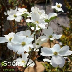 JEAN'S APPALACHIAN SNOW DOGWOOD -SOONER PLANT FARM Sales DETA4 2978