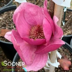 BLACK TULIP® MAGNOLIA -SOONER PLANT FARM Sales DETA4 3122