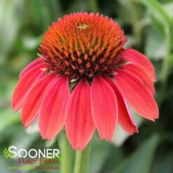 SOMBRERO® HOT CORAL CONEFLOWER 8 SOMBRERO® HOT CORAL CONEFLOWER -SOONER PLANT FARM Sales DETA4 3128